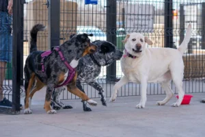 Dog Daycare, Boarding, and Grooming: Building a Better Care Routine