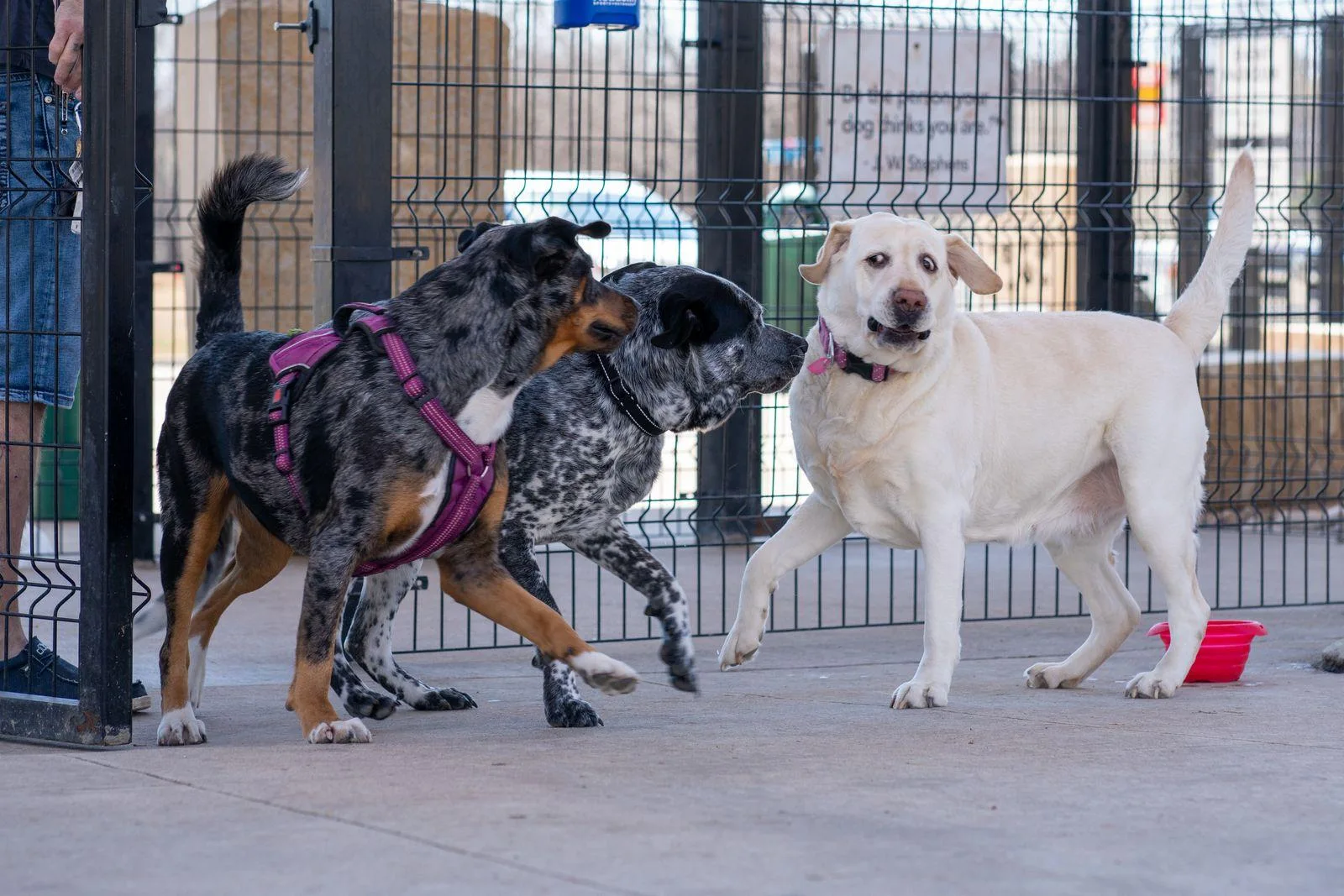 Dog Daycare, Boarding, and Grooming: Building a Better Care Routine
